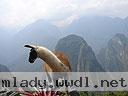 Machu-Picchu-009