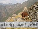 Machu-Picchu-020