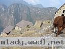 Machu-Picchu-021